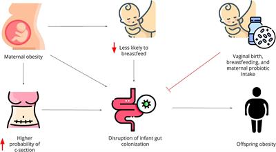 The role of the gut microbiome in the intergenerational transmission of the obesity phenotype: A narrative review